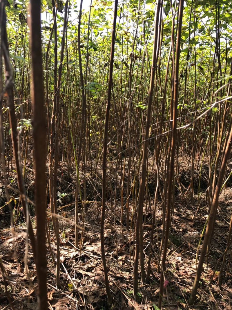龙山资农合作社黄柏种苗、产地直销货源充足各种规格任您选购