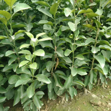 金秋早熟沙糖桔苗杯苗，地苗