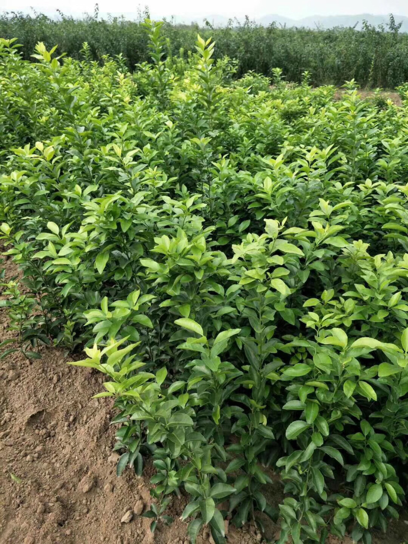 金秋早熟沙糖桔苗杯苗，地苗