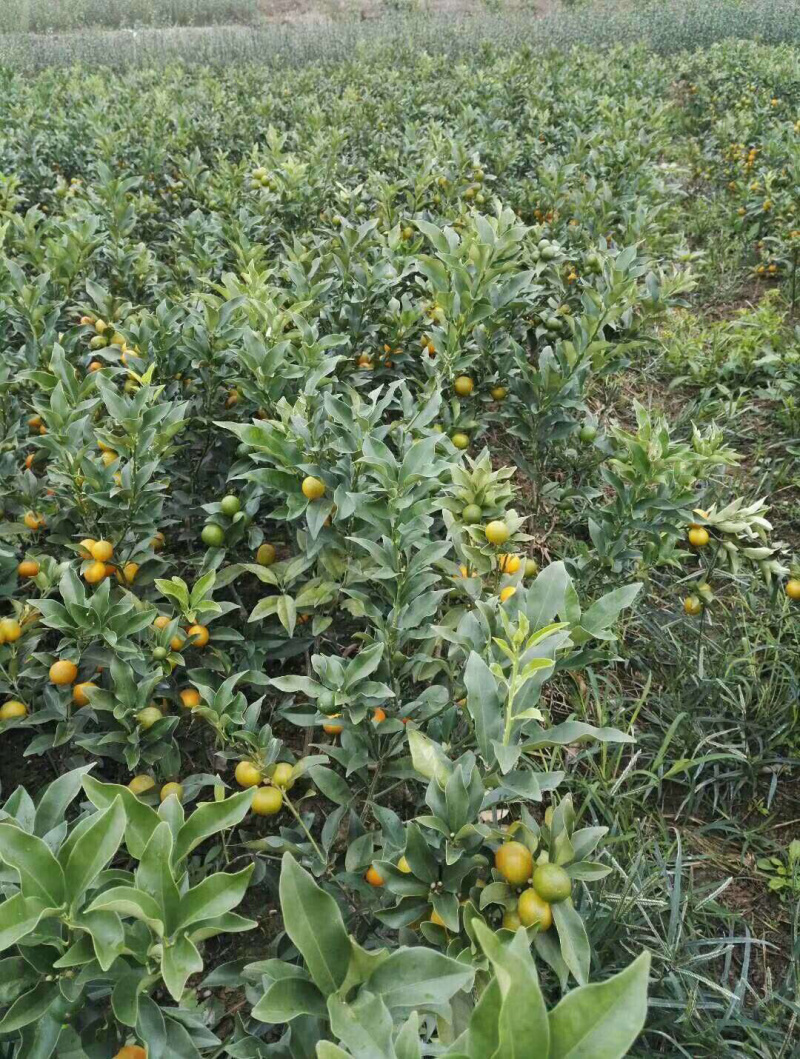 脆皮金桔苗，滑皮金桔，脆蜜金柑苗，一二代，三代金桔🍊苗