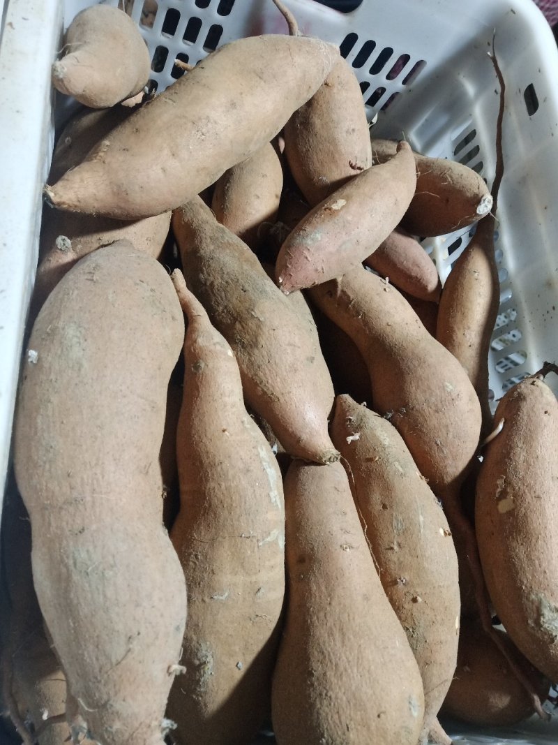 红暑