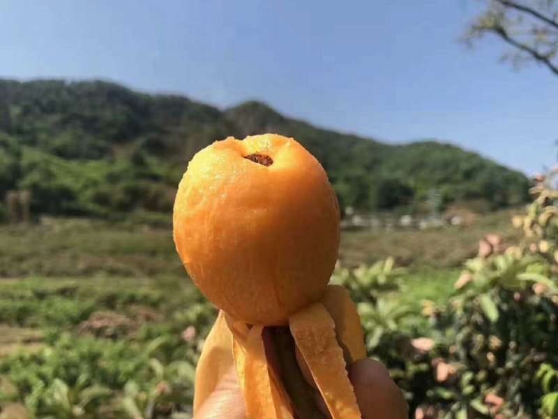大凉山枇杷，露天枇杷，早春枇杷，枇杷0.4两以上