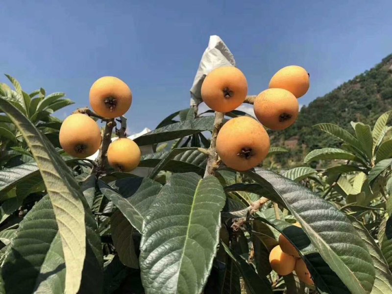 大凉山枇杷，露天枇杷，早春枇杷，枇杷0.4两以上