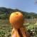 大凉山露天枇杷，早春枇杷五星枇杷0.8两以上大果