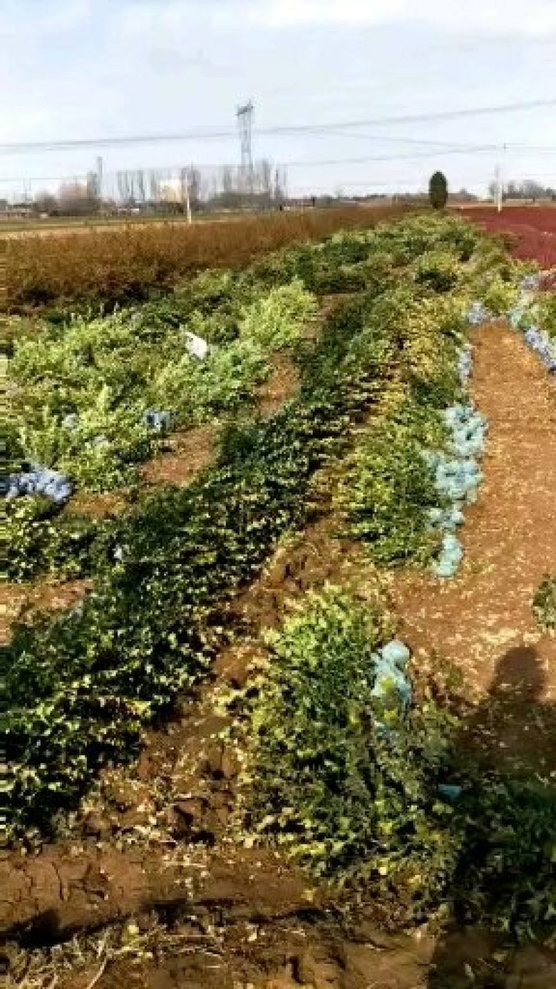 河北卫矛小苗，60卫矛价格，基地卫矛小苗