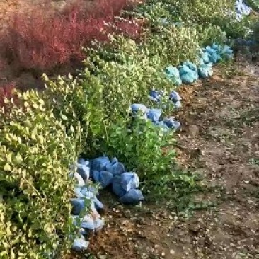 河北卫矛小苗，60卫矛价格，基地卫矛小苗