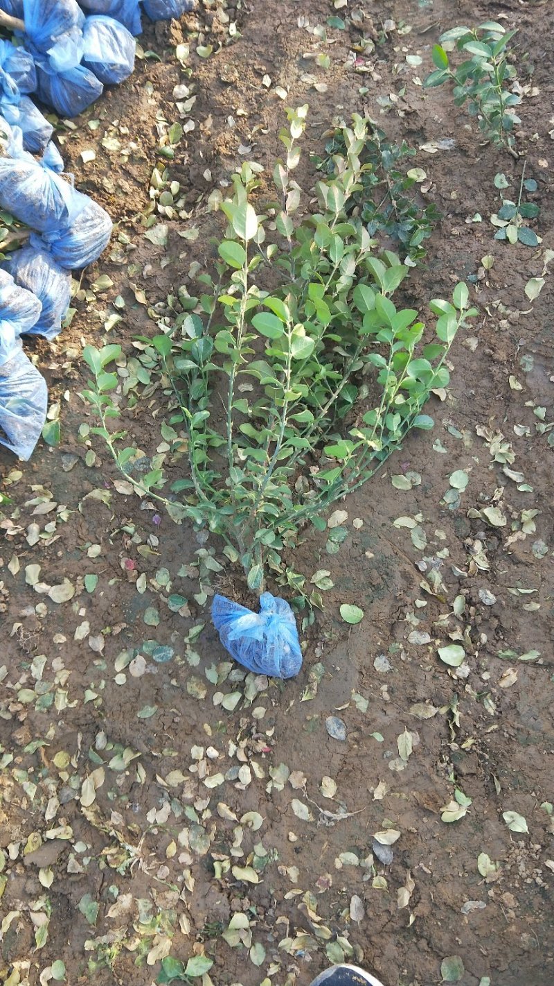 河北卫矛小苗，60卫矛价格，基地卫矛小苗