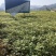 中国地理标志产品龙山黄柏苗，精选黄柏树苗，川黄柏苗，