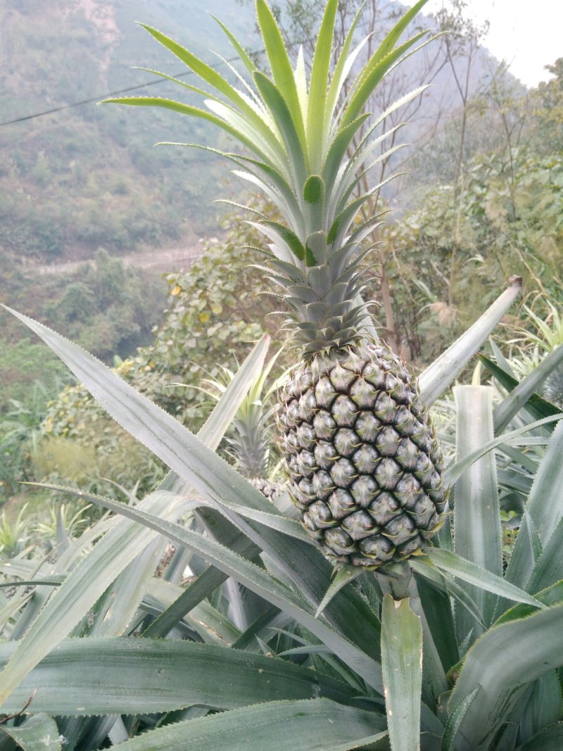 菠萝