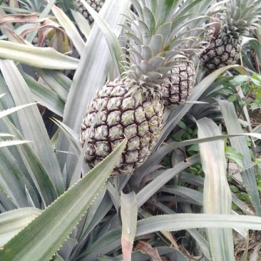 菠萝