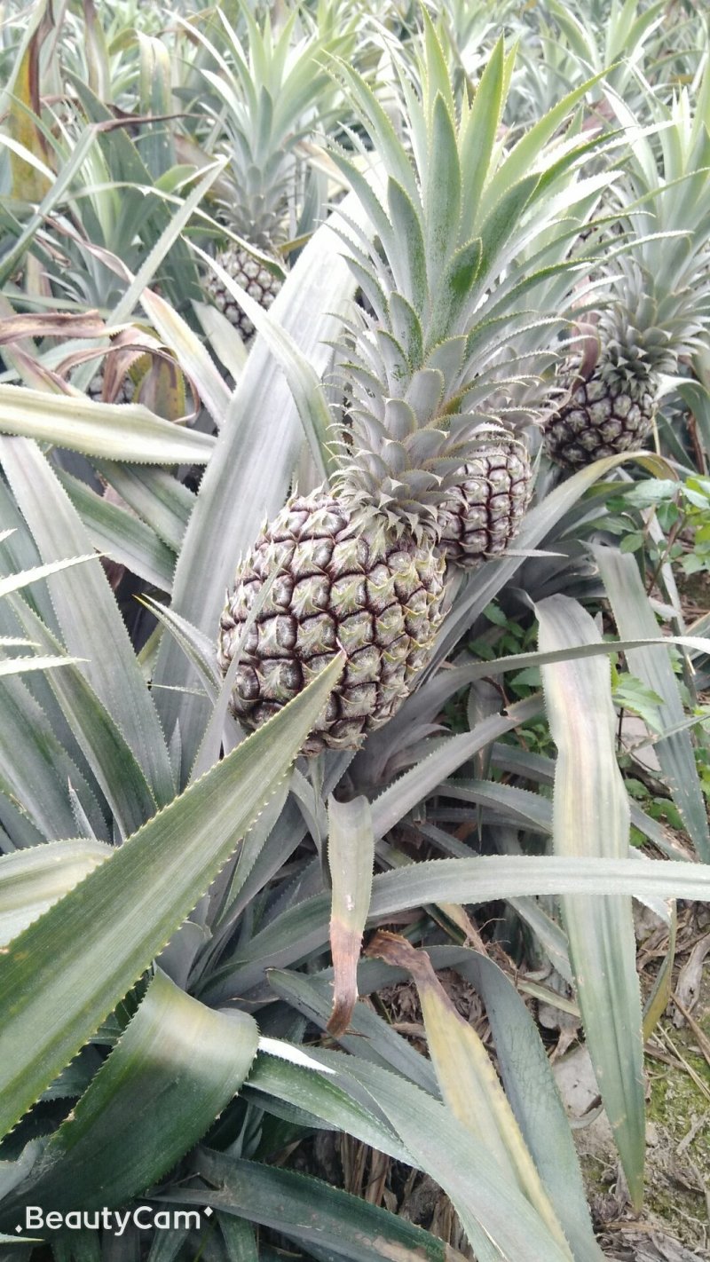菠萝