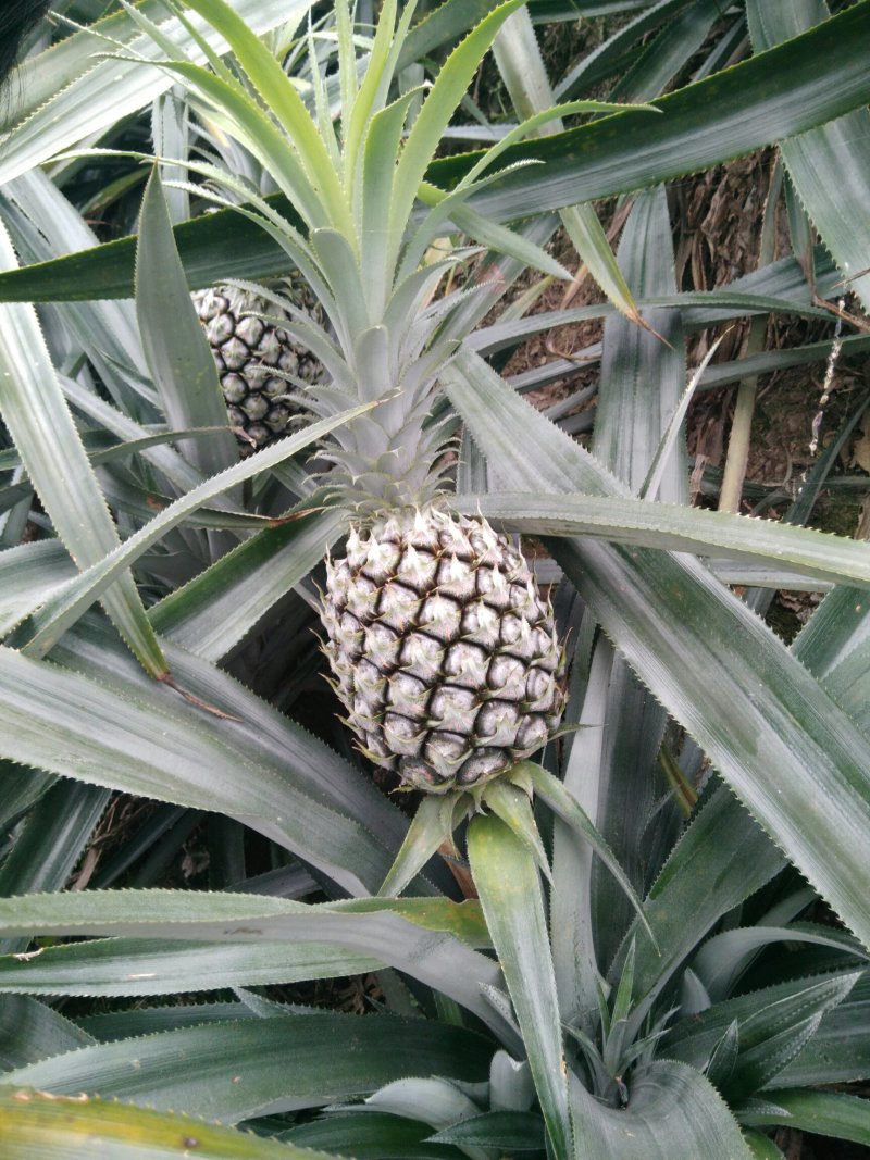 菠萝