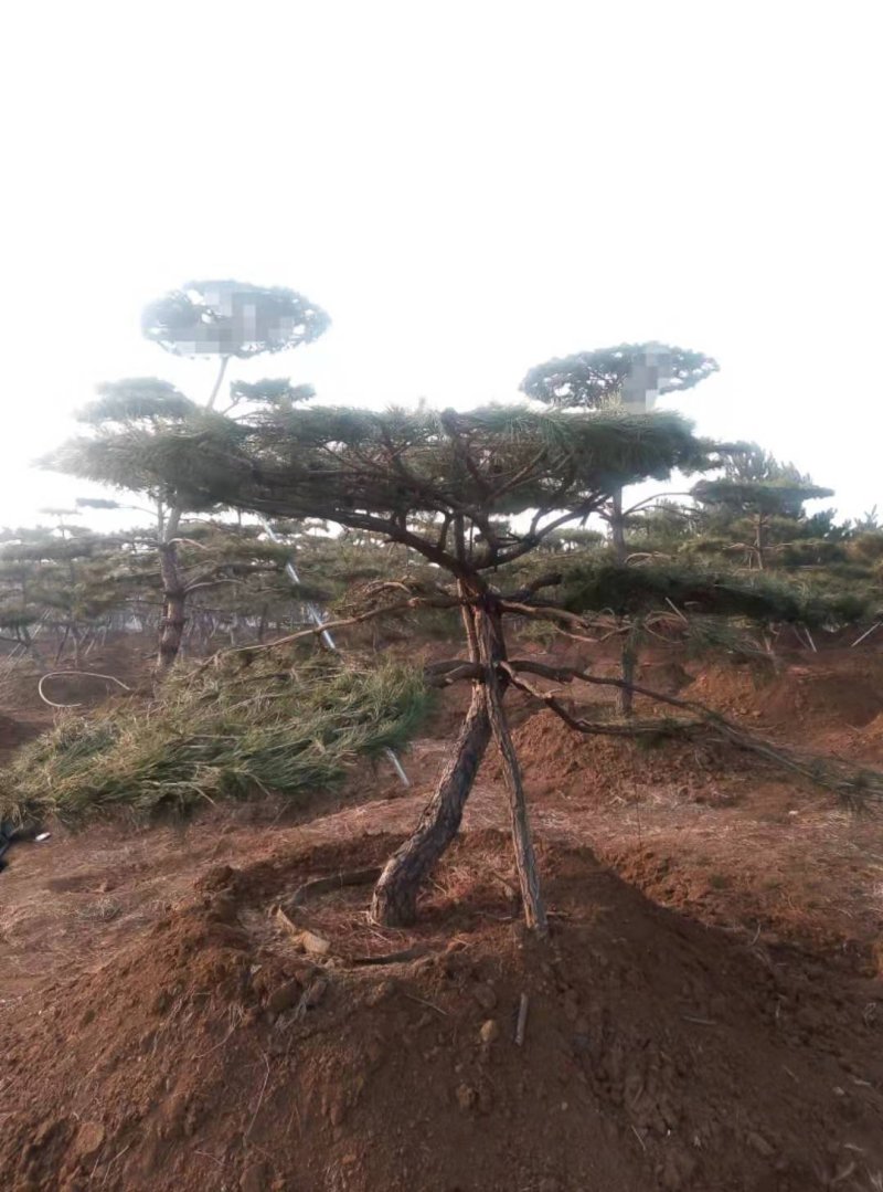 造型松，景观松，大型古松造型黑松造型油松