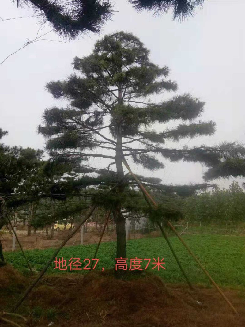 造型松，景观松，大型古松造型黑松造型油松