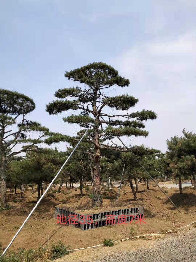 造型松，景观松，大型古松造型黑松造型油松