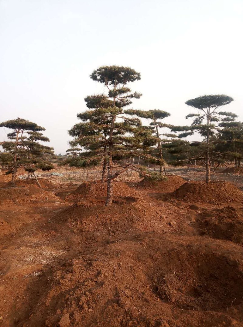 造型松，景观松，大型古松造型黑松造型油松
