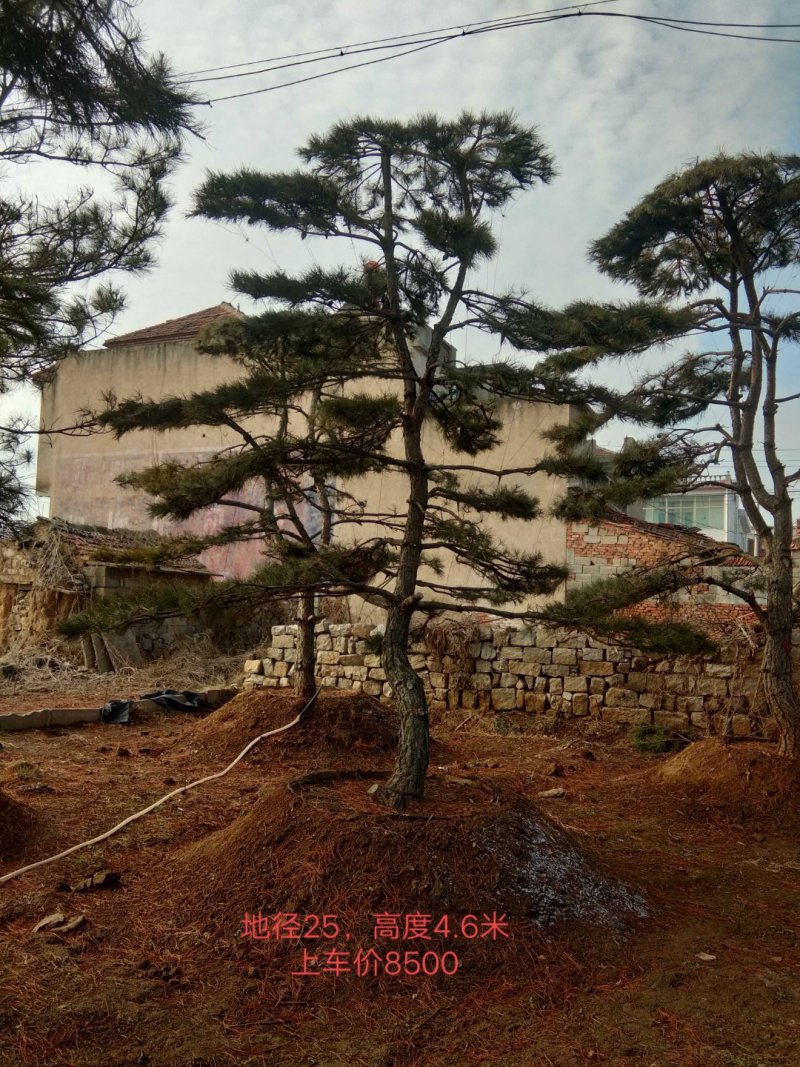 造型松，景观松，大型古松造型黑松造型油松