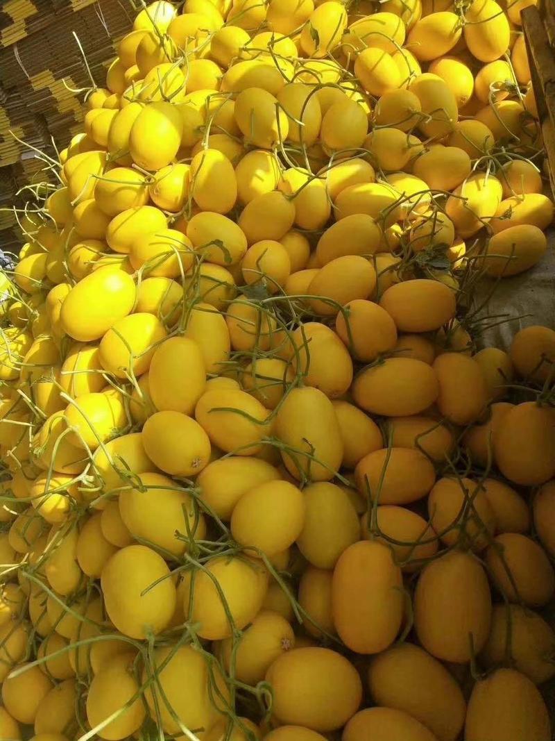 晓蜜25哈密瓜，西周蜜，个大，质量好品种多，货源充足