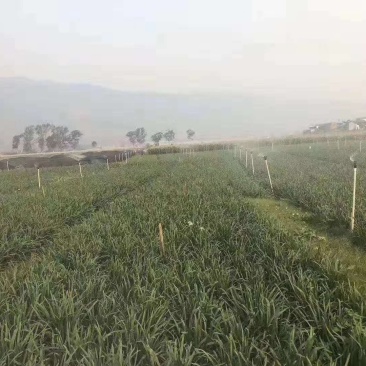 云南弥勒24亩韭菜地转让