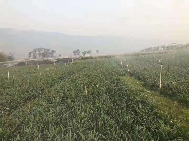 云南弥勒24亩韭菜地转让
