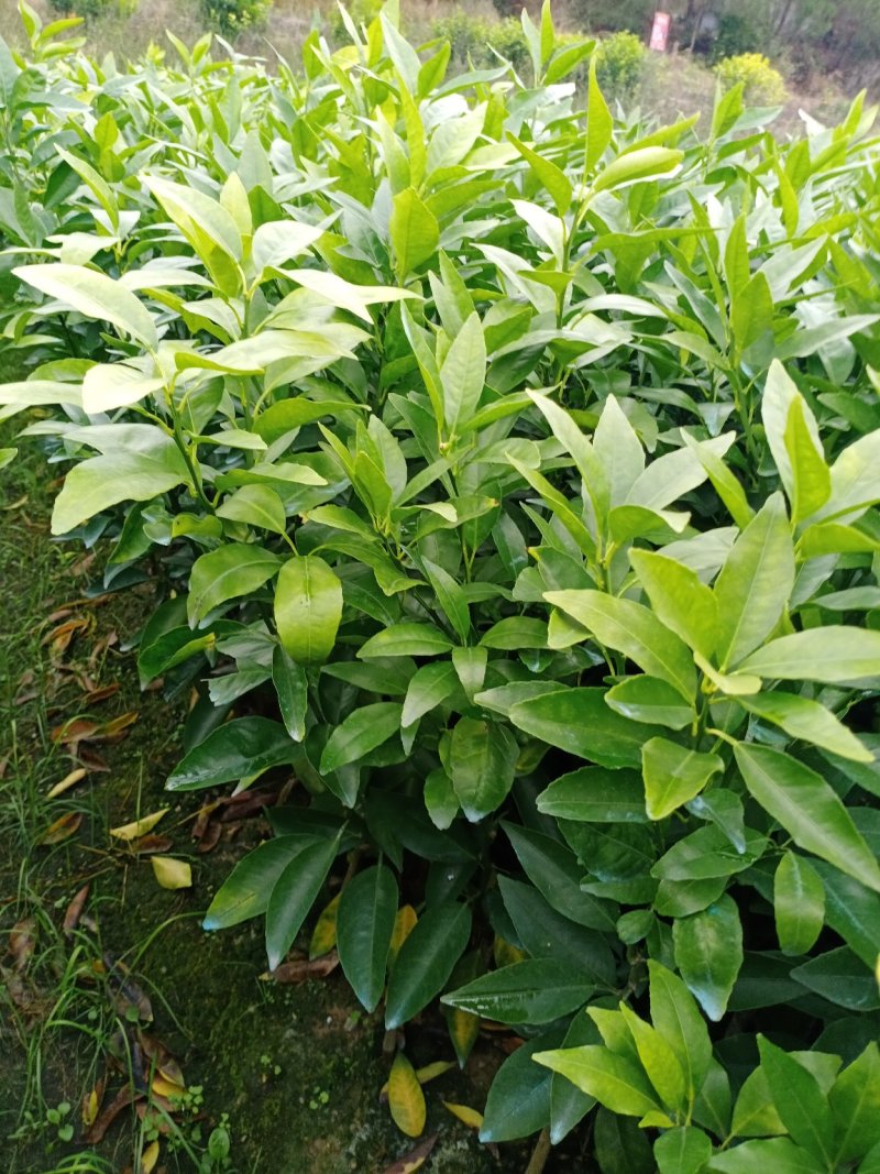 沃柑苗，新苗苗普通沃柑，杯苗三年移栽苗杯苗存活率保障