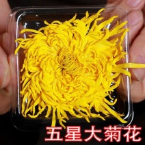 金丝皇菊婺源皇菊