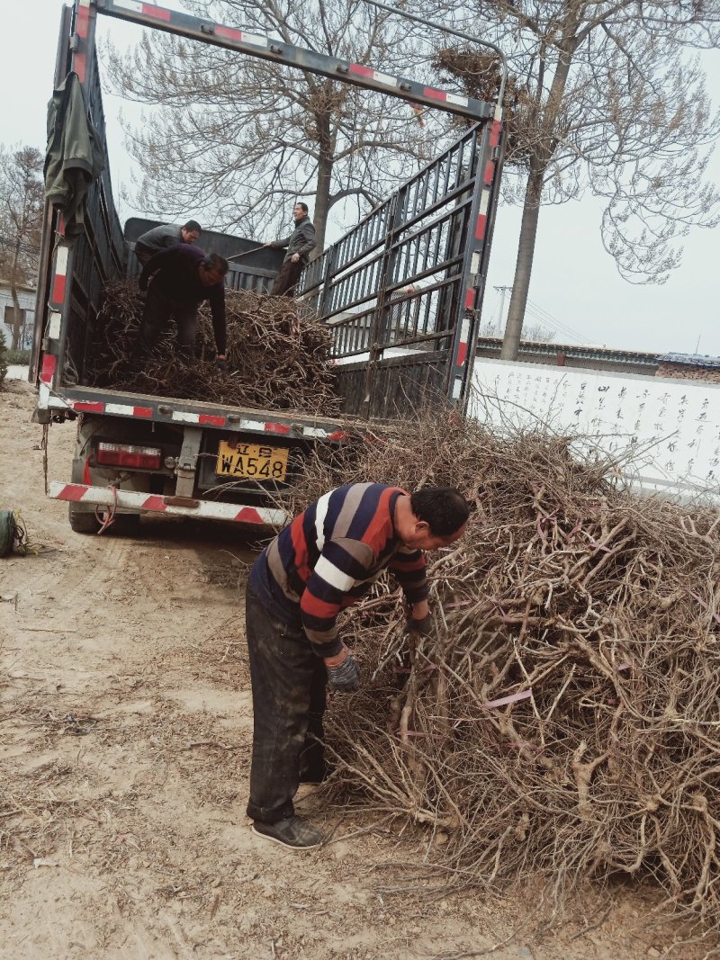葡萄树淘宝，占地用苗圃直发产量高发货快免费技术指导