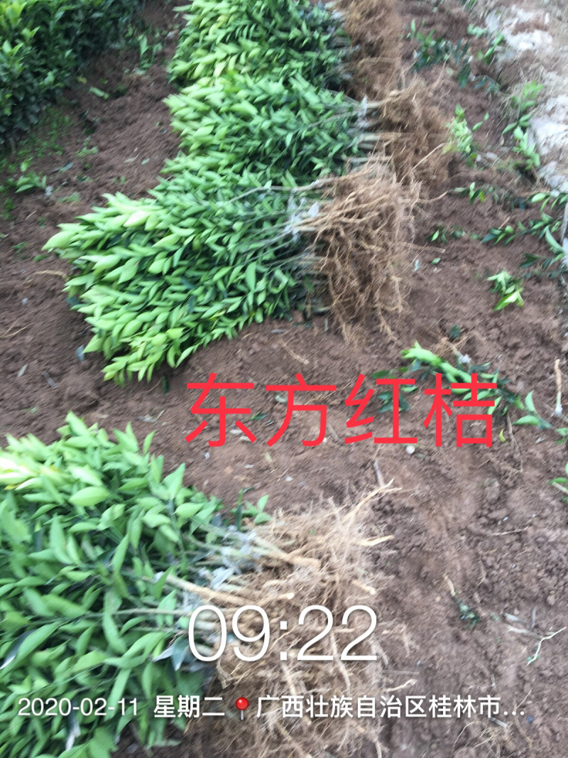 【一手货源】东方红桔苗，（世纪红苗）包邮