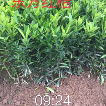 【一手货源】东方红桔苗，（世纪红苗）包邮