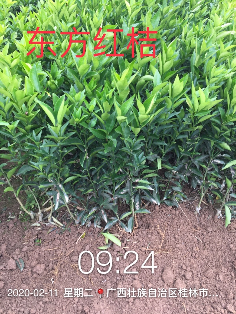【一手货源】东方红桔苗，（世纪红苗）包邮
