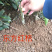 【一手货源】东方红桔苗，（世纪红苗）包邮