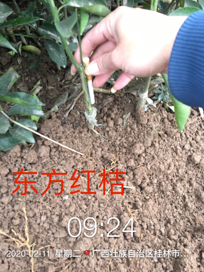 【一手货源】东方红桔苗，（世纪红苗）包邮