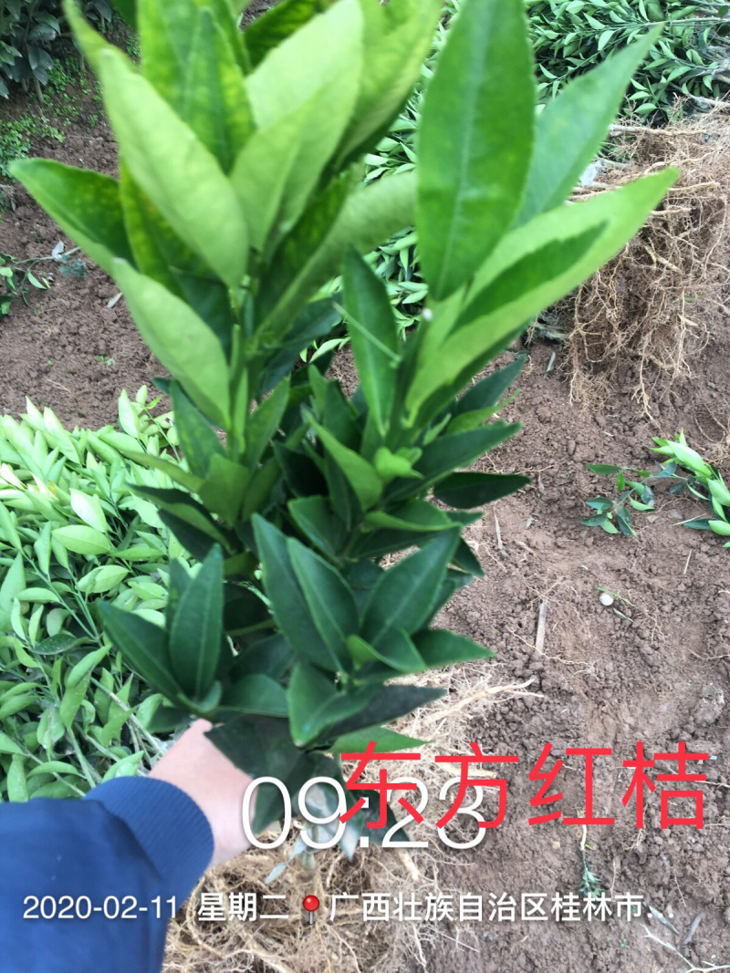 【一手货源】东方红桔苗，（世纪红苗）包邮