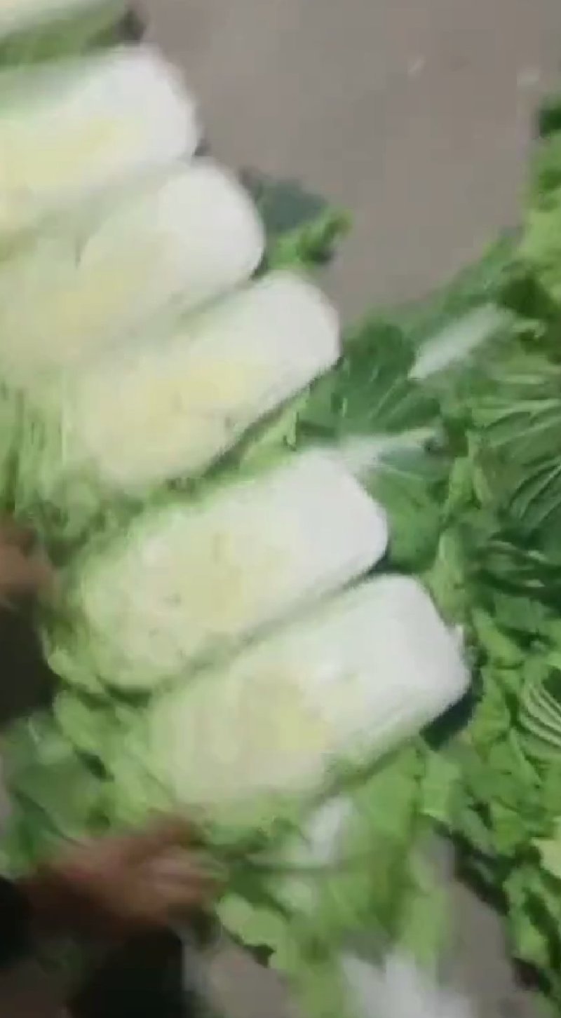 精品大白菜，小包头新菜大量上市品质优良，价格优惠