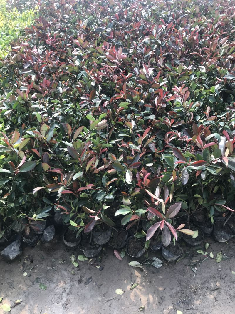 小杯大杯大桶红叶石楠冠幅度60-200cm