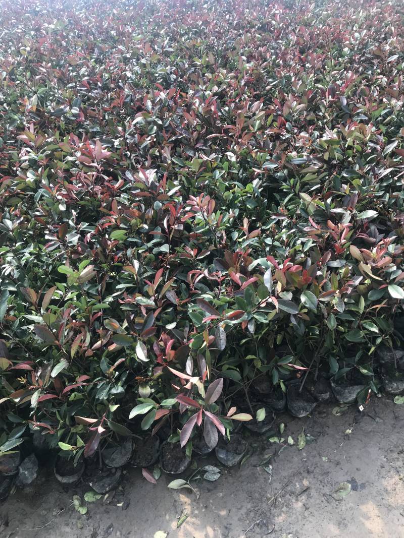 小杯大杯大桶红叶石楠冠幅度60-200cm