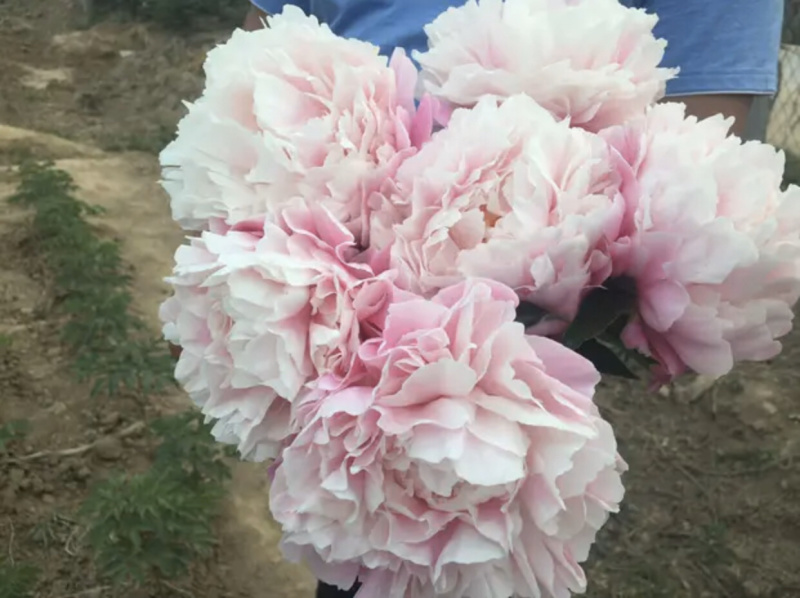 精品切花芍药鲜切花基地直销批发零售