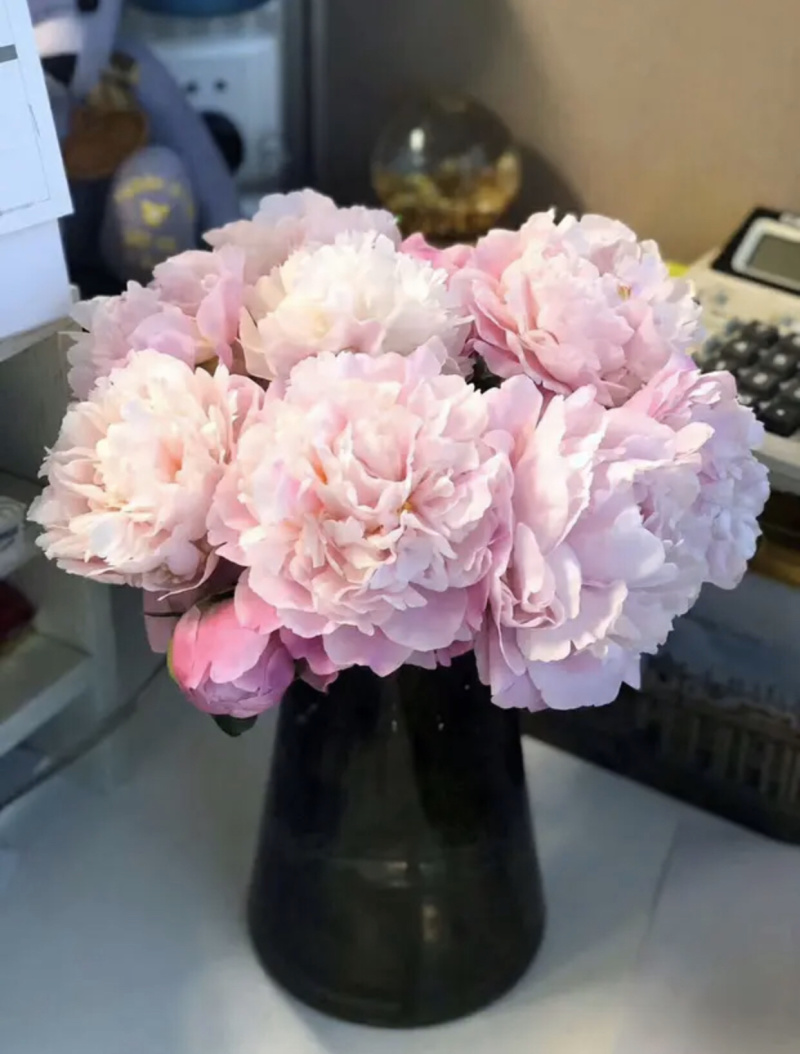 精品切花芍药鲜切花基地直销批发零售