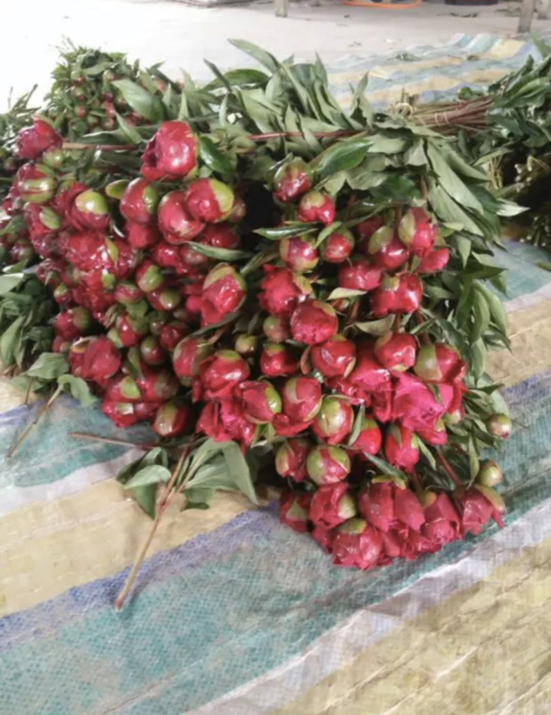 精品切花芍药鲜切花基地直销批发零售