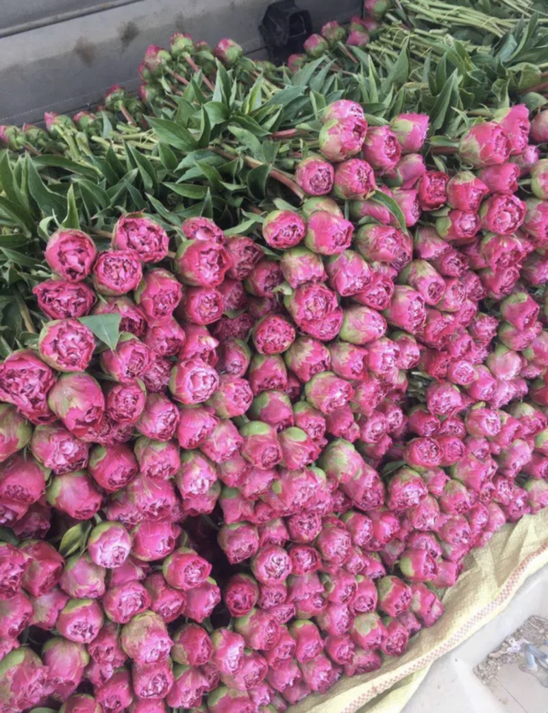 精品切花芍药鲜切花基地直销批发零售