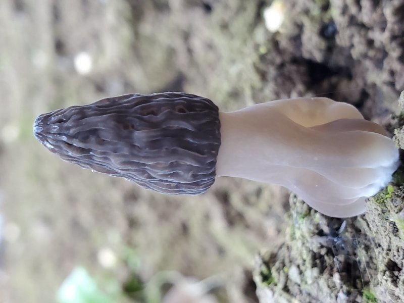 羊肚菌