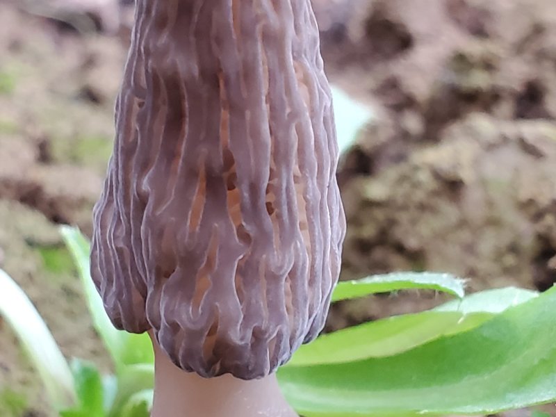 羊肚菌