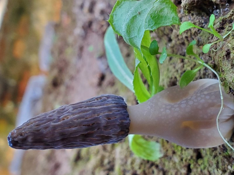 羊肚菌
