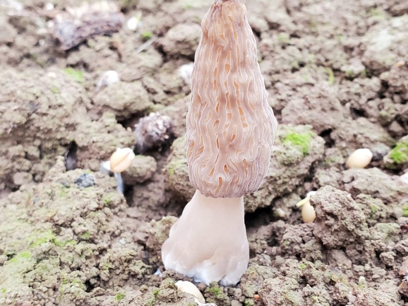 羊肚菌