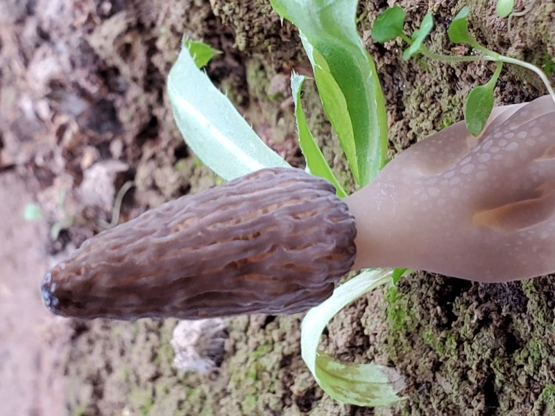羊肚菌