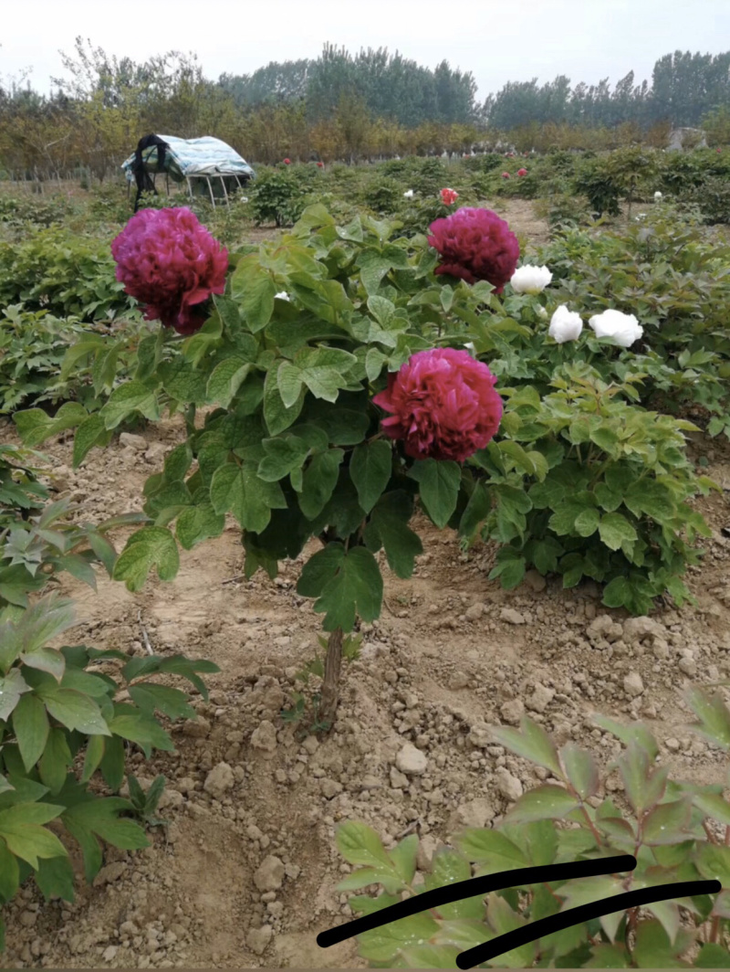 精品独杆牡丹小型牡丹树色系可选基地直销