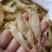 直销批发特级650头缅甸豆仁胶小黄花胶一斤装