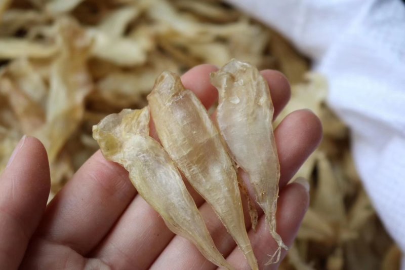 直销批发特级650头缅甸豆仁胶小黄花胶一斤装