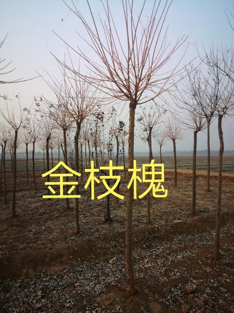 黄金槐4-5-6-7-8-10公分金枝槐，金叶槐量大