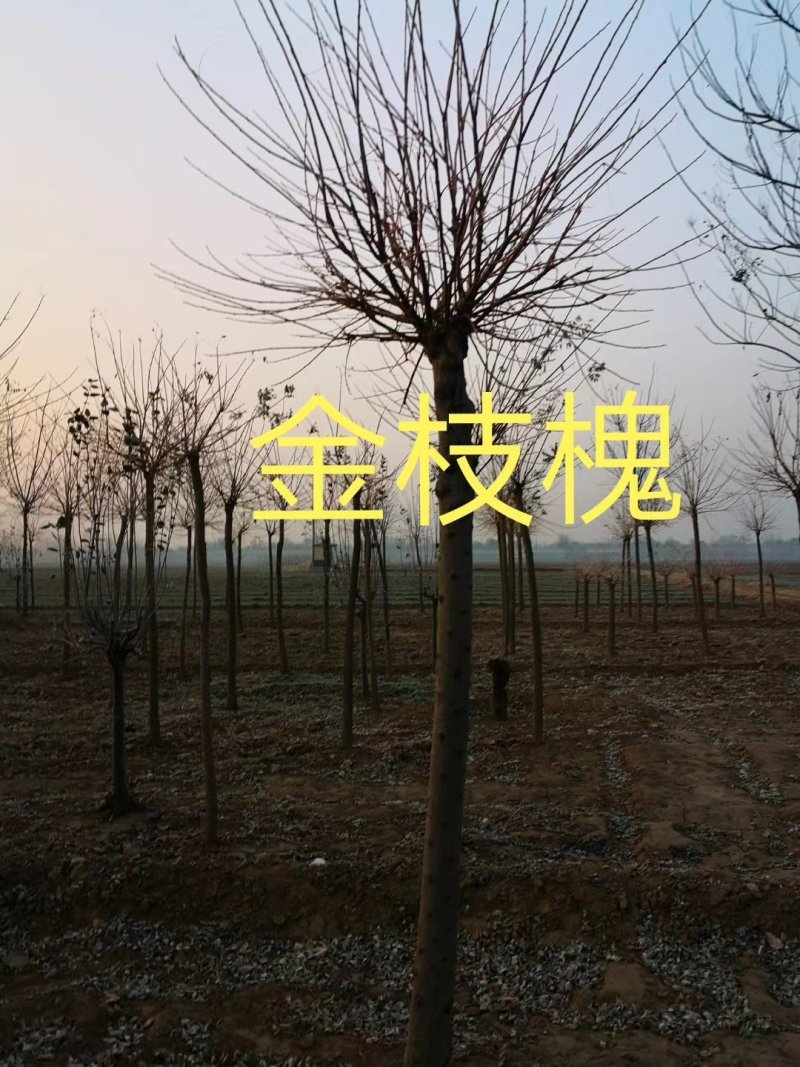 黄金槐4-5-6-7-8-10公分金枝槐，金叶槐量大
